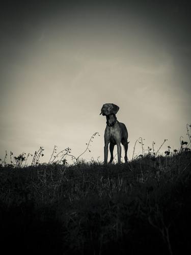 Vizsla Dog Standing Proud - #2 of - Limited Edition of 25 thumb