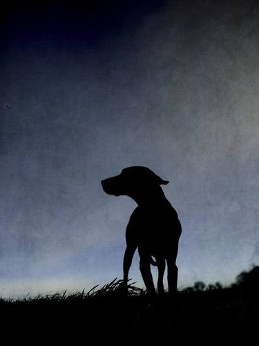 Moody Blues Silhouette Vizsla Dog - #3 of - Limited Edition of 25 thumb
