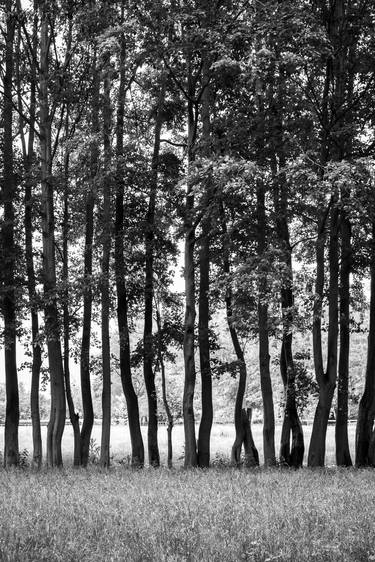 Print of Photorealism Tree Photography by Deborah Pendell