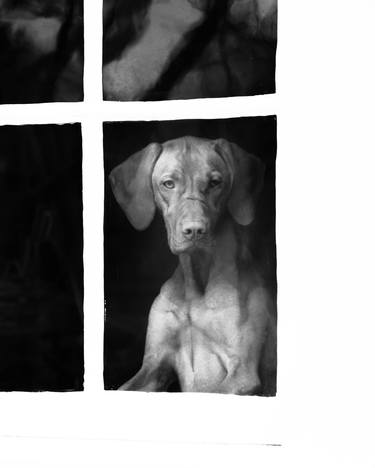 Vizsla Dog at the Window - #1 of - Limited Edition of 25 thumb