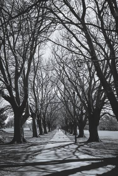 Original Tree Photography by Deborah Pendell