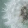 Collection Dandelion Fine Art Prints and Wall art