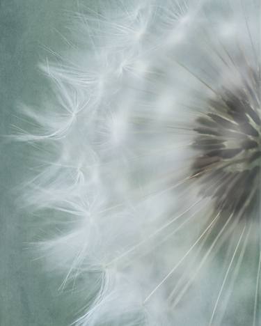 Original Floral Photography by Deborah Pendell