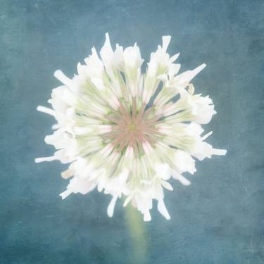 Original Abstract Floral Photography by Deborah Pendell