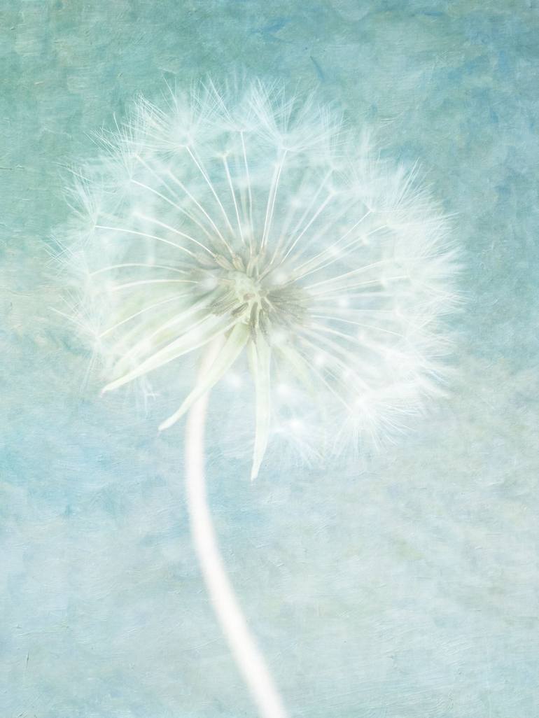 Original Abstract Floral Photography by Deborah Pendell