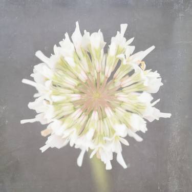 Original Floral Photography by Deborah Pendell