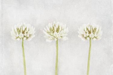 Original Minimalism Floral Photography by Deborah Pendell