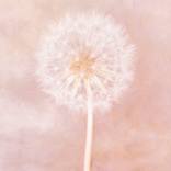 Collection Pantone Color of the Year: Peach Fuzz