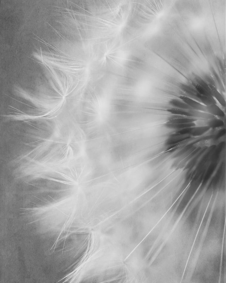 Original Abstract Botanic Photography by Deborah Pendell