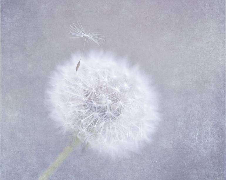 Original Abstract Botanic Photography by Deborah Pendell