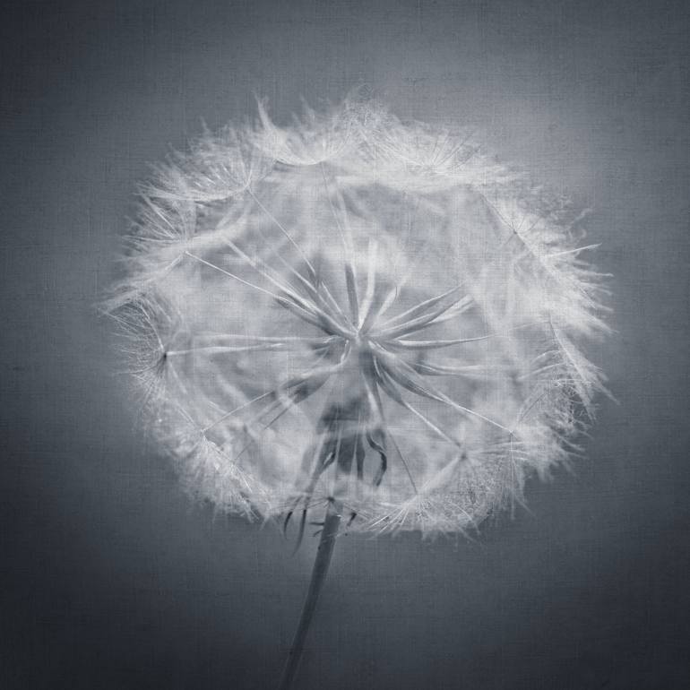 Original Fine Art Botanic Photography by Deborah Pendell