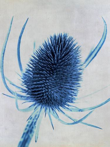 Blue Thistle (i) - #4 of - Limited Edition of 15 thumb