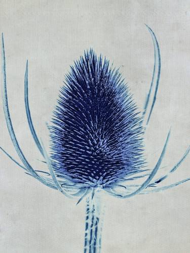 Blue Thistle (ii) - #2 of - Limited Edition of 15 thumb