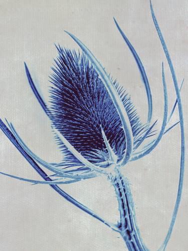 Blue Thistle (iii) - #4 of - Limited Edition of 15 thumb