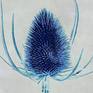 Blue Thistle (ii)