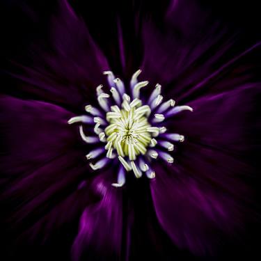 Print of Abstract Floral Photography by Deborah Pendell