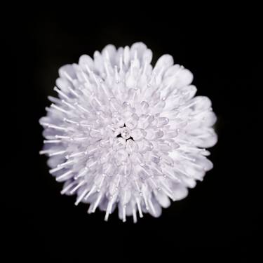 White Pom Pom- Floral Art Black and White on Aluminium thumb