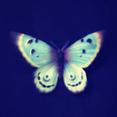 Papillon Butterfly Art on Aluminium thumb