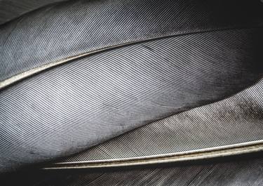 Feathers - Ready to Hang Aluminium thumb