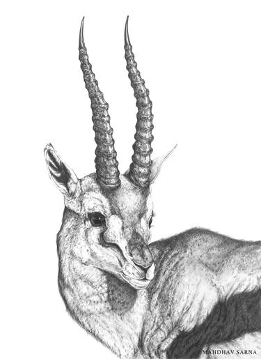 Original Animal Drawings by Mahdhav Sarna