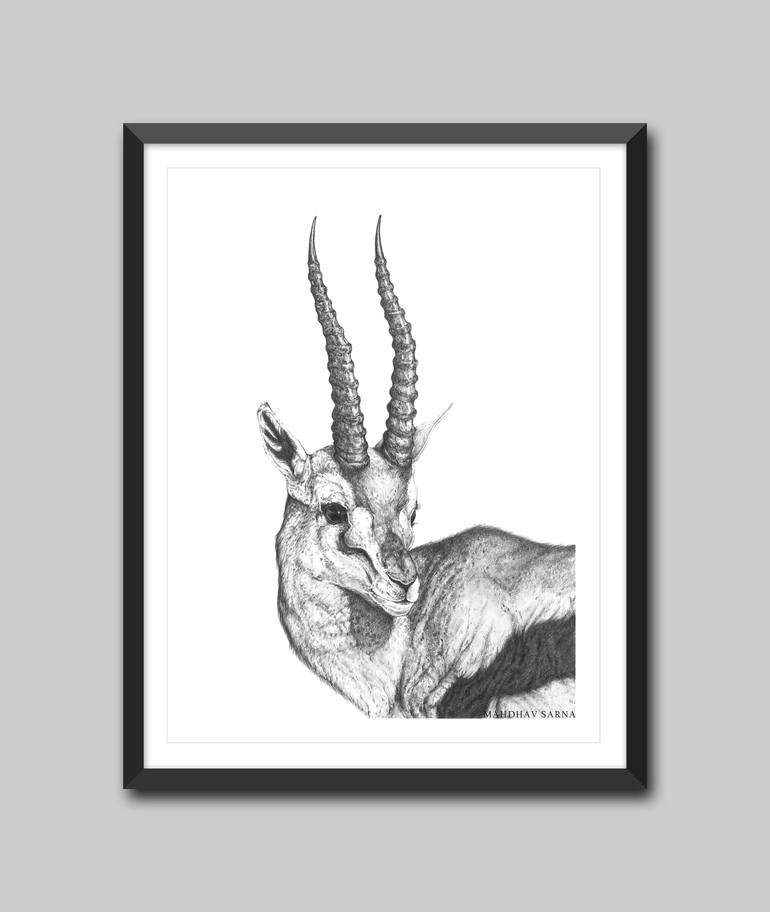 Original Fine Art Animal Drawing by Mahdhav Sarna