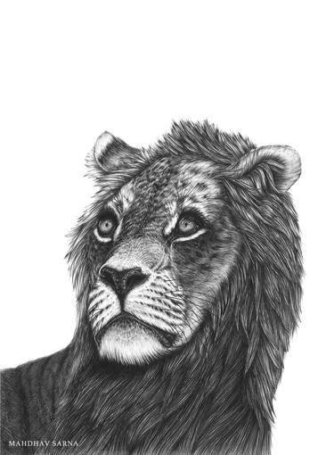 Original Animal Drawings by Mahdhav Sarna