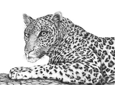 Original Realism Animal Drawings by Mahdhav Sarna