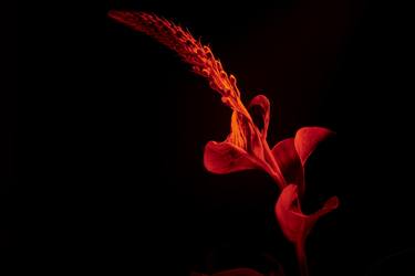 Print of Realism Floral Photography by Marek Mulenko