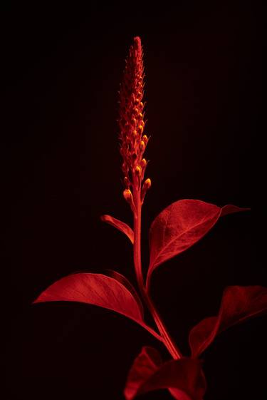 Print of Floral Photography by Marek Mulenko