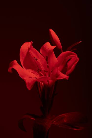 Print of Realism Floral Photography by Marek Mulenko