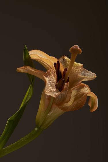 Original Photorealism Floral Photography by Marek Mulenko