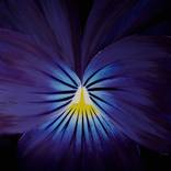 Abstract Flower by Kirstin McCoy