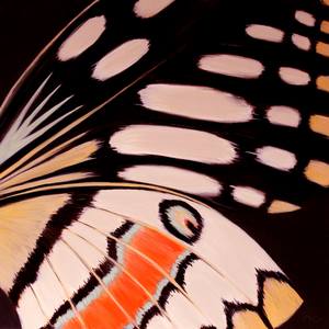 Collection Abstract Butterfly Paintings