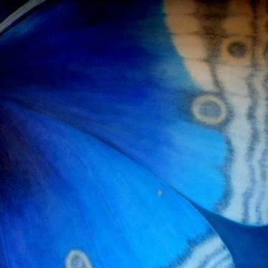Blue Butterfly ***** thumb