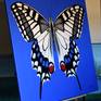 READY TO HANG: The edges of the canvas are painted blue so this artwork is ready to hang without a frame if required.