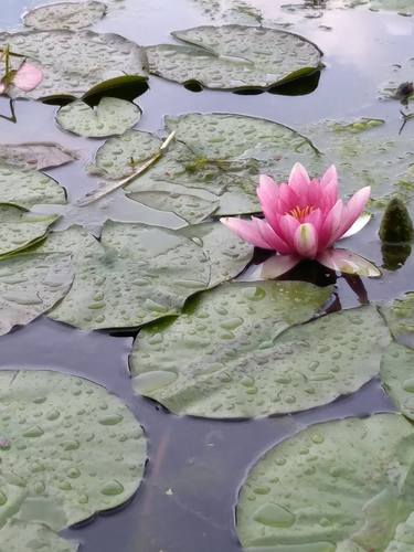 Pink Water Lily in Bloom - Limited Edition of 500 thumb