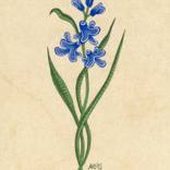 Squill by Anne-Elisabeth Seevers