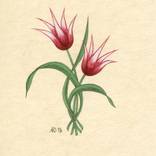 Tulip by Anne-Elisabeth Seevers