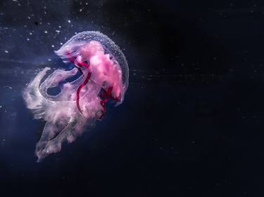 Jellyfish meringue thumb