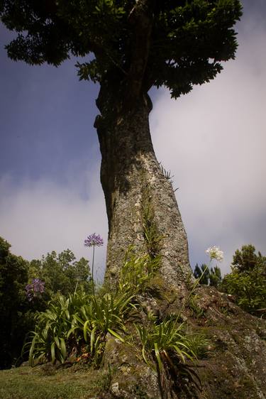 Original Tree Photography by Joris Van Vossel