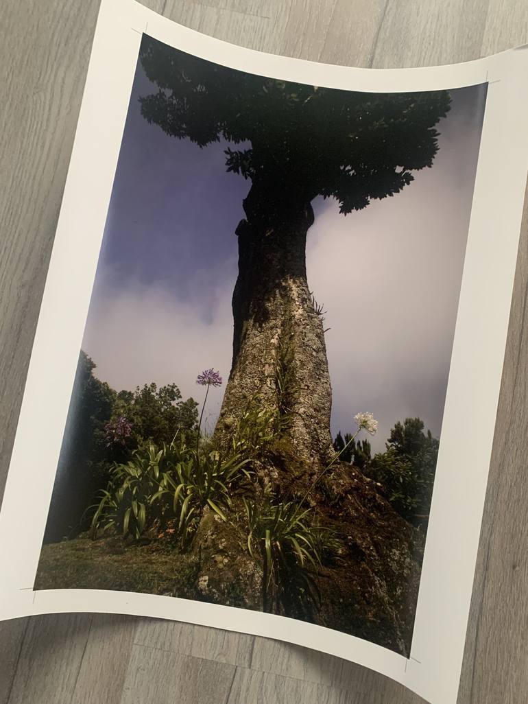 Original Nature Tree Photography by Joris Van Vossel