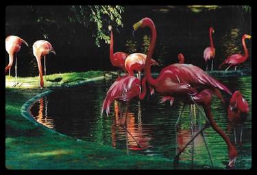 "Tropical  Flamingo  Paradise" thumb