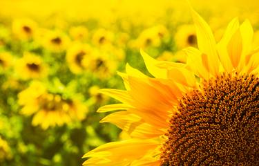 The sunflower field thumb