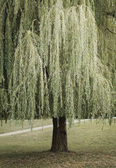 The lonely weeping willow thumb