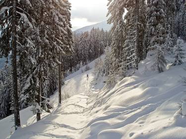 Alpine spruce in the snow. thumb