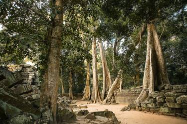 Century trees of Angkor, Cambodia thumb
