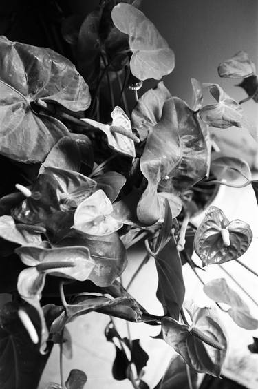 Anthurium, Israel, 2018 - Limited Edition of 12 thumb