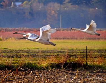 Trio of Swans in flight thumb