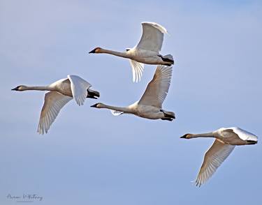 Four Swans in flight thumb