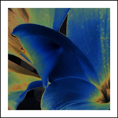 Saatchi Art Artist Rod Jolliffe; Printmaking, “Blue Lily - Limited Edition of 25” #art